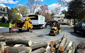 Reliable Hermosa Beach, CA  Tree Services Solutions