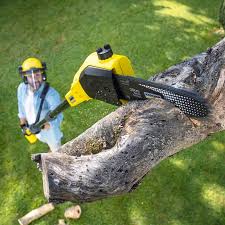 Why Choose Our Tree Removal Services in Hermosa Beach, CA?