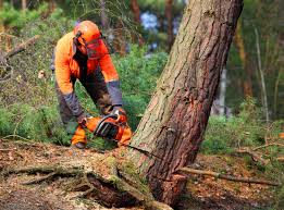 Best Utility Line Clearance  in Hermosa Beach, CA