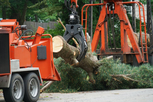 Best Tree and Shrub Care  in Hermosa Beach, CA